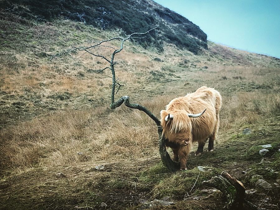 Wildlife Wednesday The Peak District Challenge is still taking place in ...