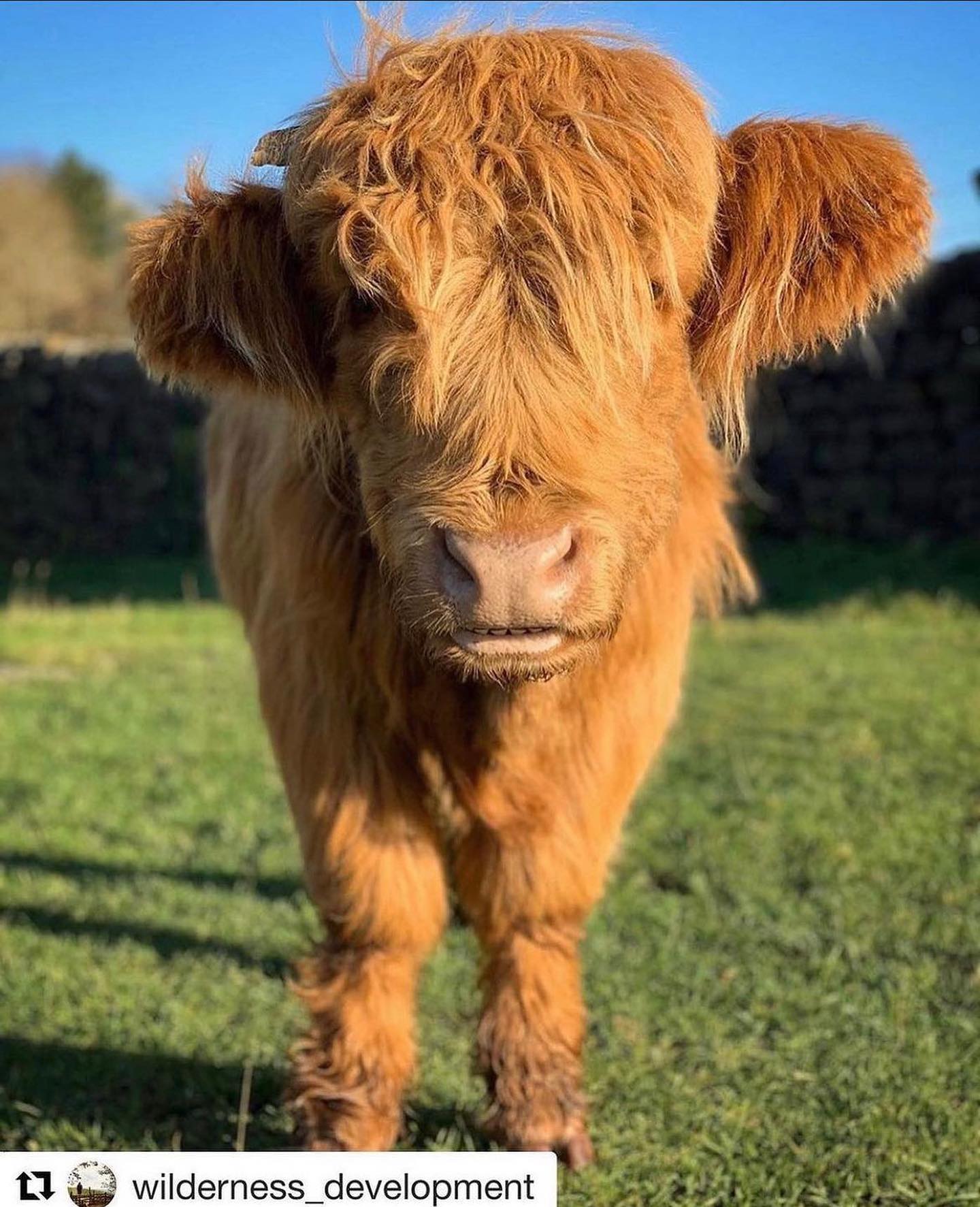 🐮 Wildlife Wednesday 🐮

We love seeing these fab Highland Cows out and about, they’re just so pho...