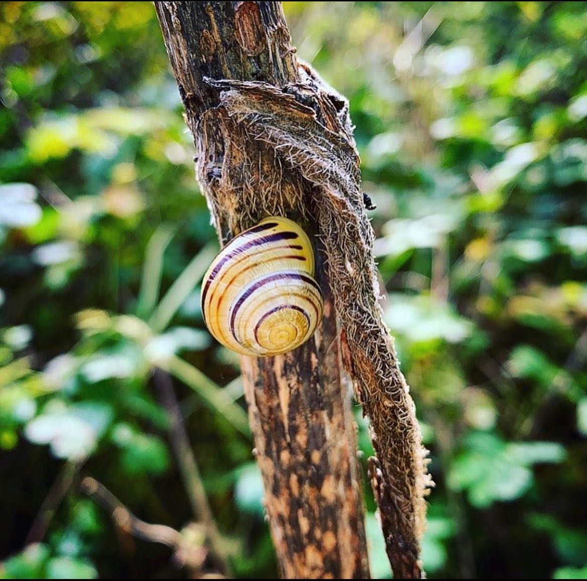 🐌 Wildlife Wednesday 🐌
