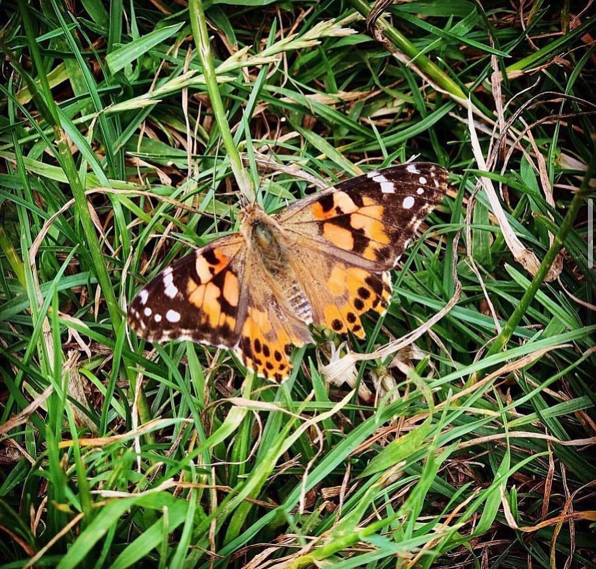 🦋 Wildlife Wednesday 🦋
