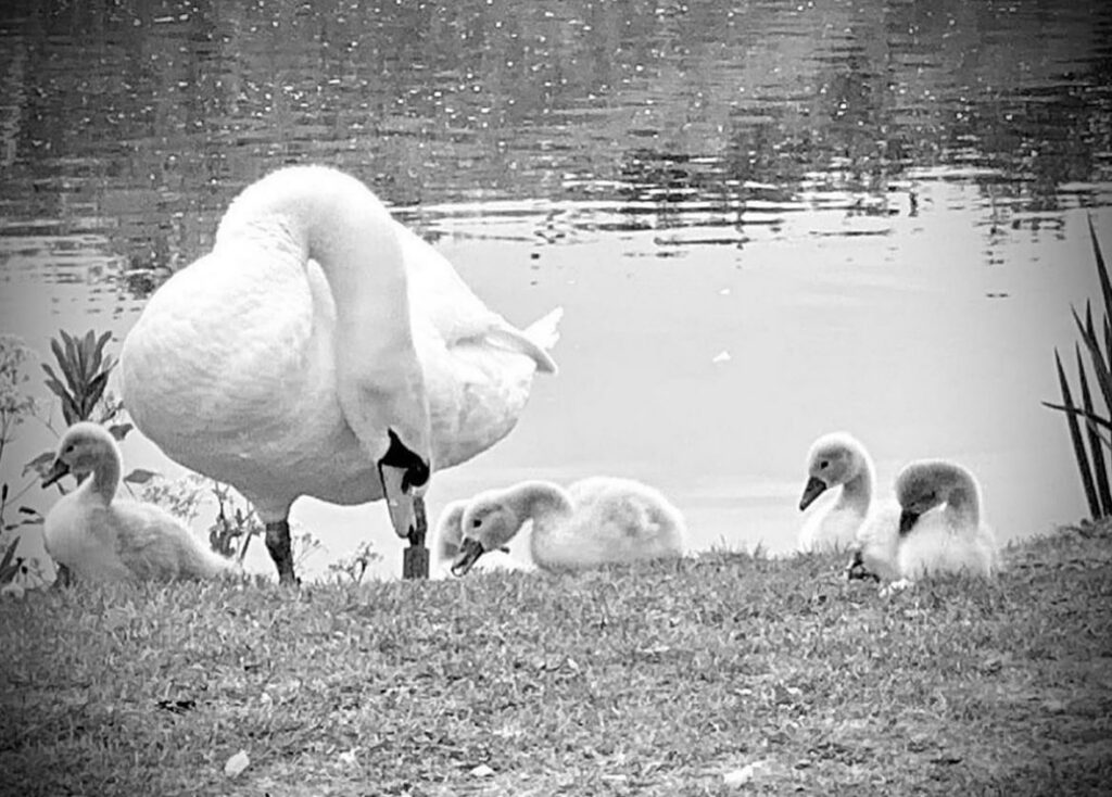 🦢 Wildlife Wednesday 🦢

Peak-District-Challenge.com registrations are still open!

Beat your PB, ...