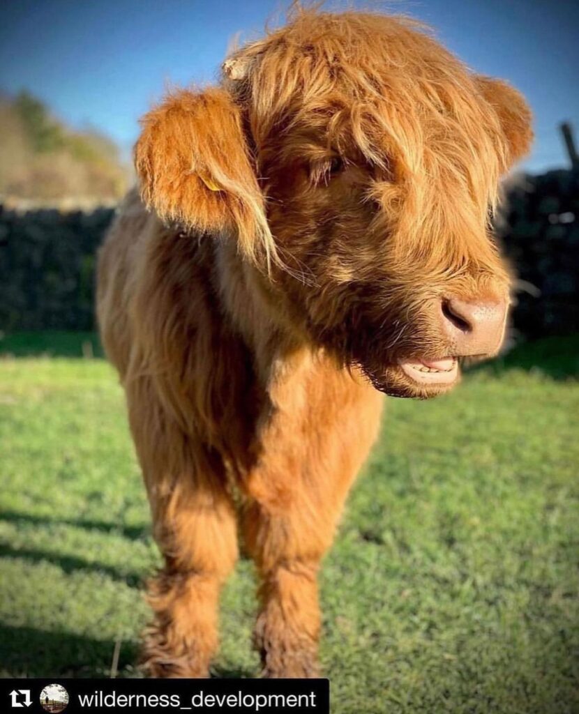 🐮 Wildlife Wednesday 🐮

We love seeing these fab Highland Cows out and about, they’re just so pho...